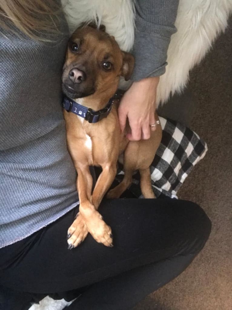 Jacob, a Russell-type Terrier and Pug mix tested with EmbarkVet.com