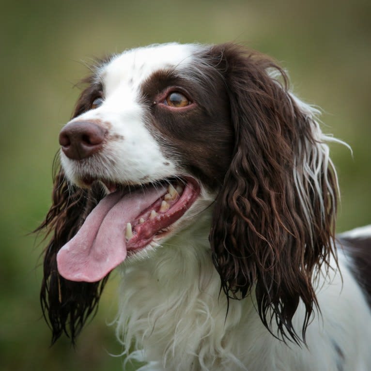 Bella, an English Cocker Spaniel (Working Type) tested with EmbarkVet.com