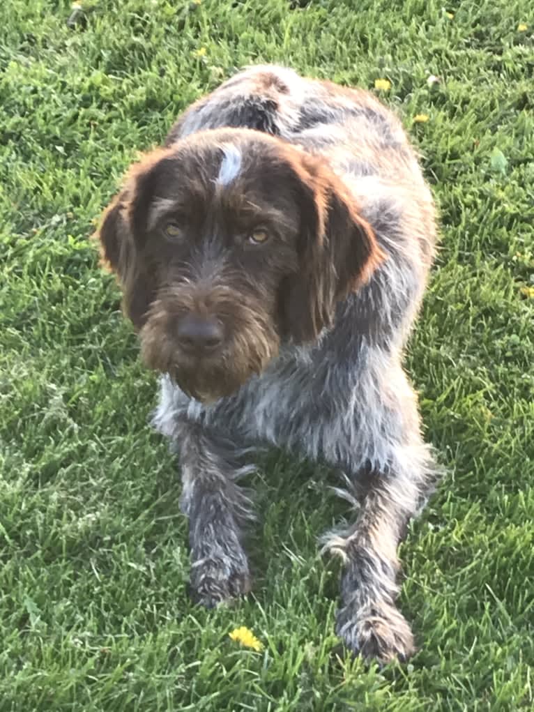 Finlee, a Wirehaired Pointing Griffon tested with EmbarkVet.com