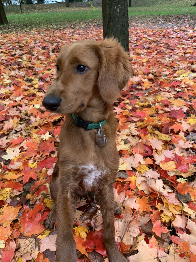 Jack, a Goldendoodle tested with EmbarkVet.com