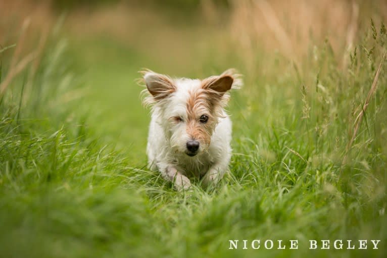 Aika, a Russell-type Terrier and Sealyham Terrier mix tested with EmbarkVet.com