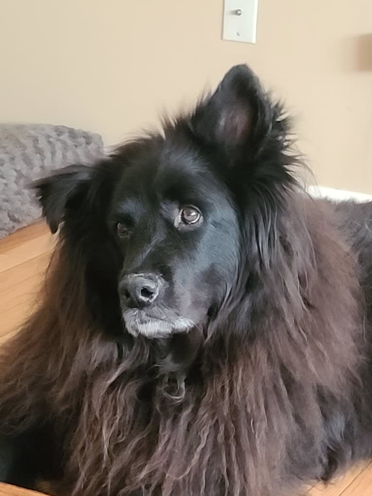 Teddy, a Rottweiler and Samoyed mix tested with EmbarkVet.com