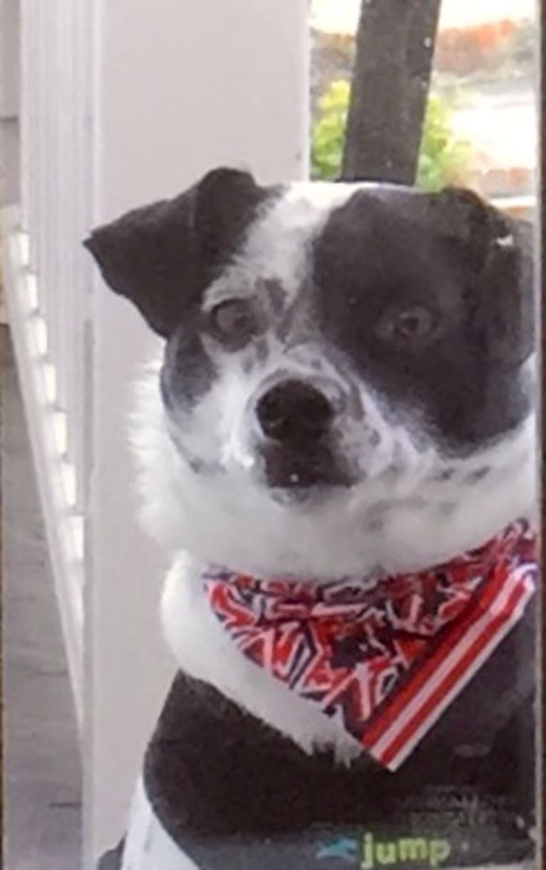 Reggie, a Chihuahua tested with EmbarkVet.com