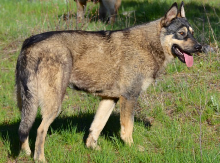 Ana, a German Shepherd Dog and Alaskan Malamute mix tested with EmbarkVet.com