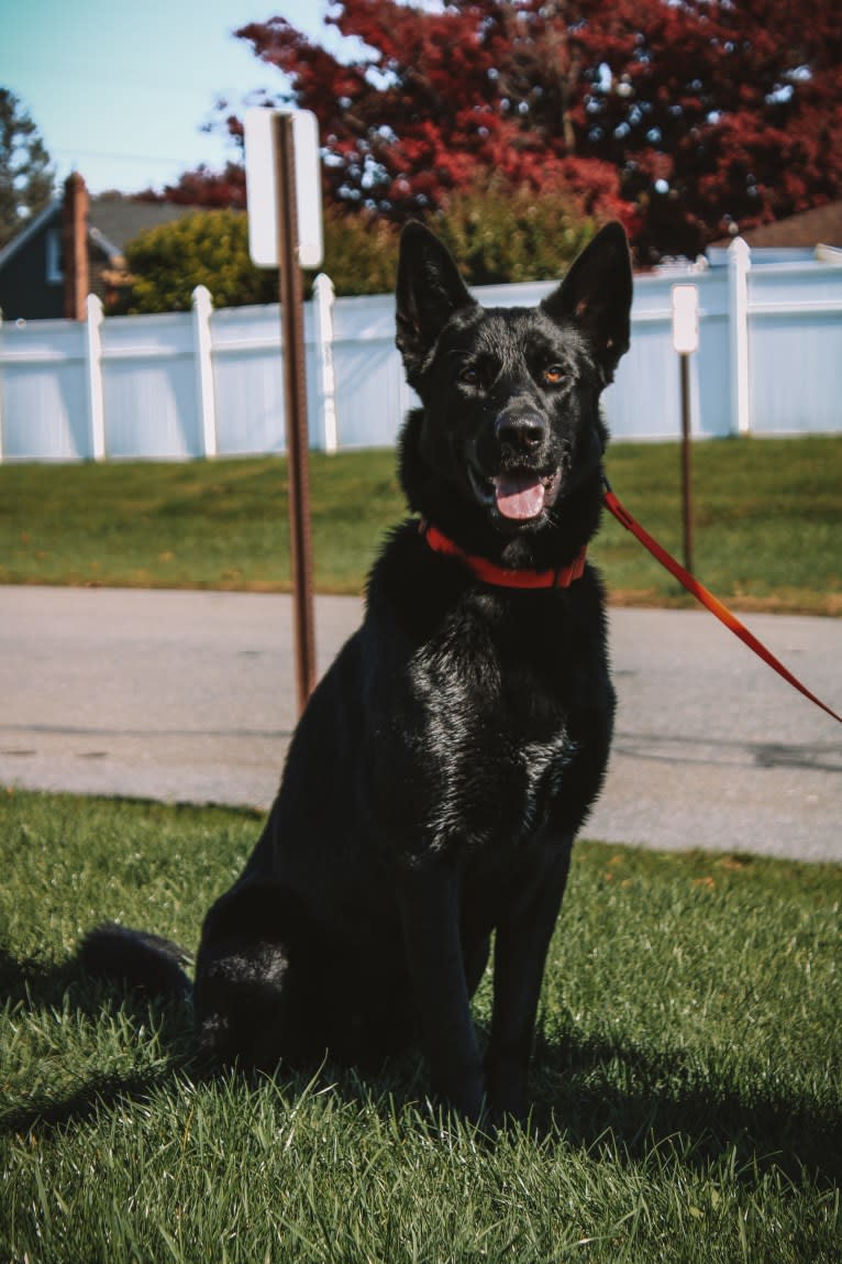 Harley, a German Shepherd Dog and Australian Shepherd mix tested with EmbarkVet.com