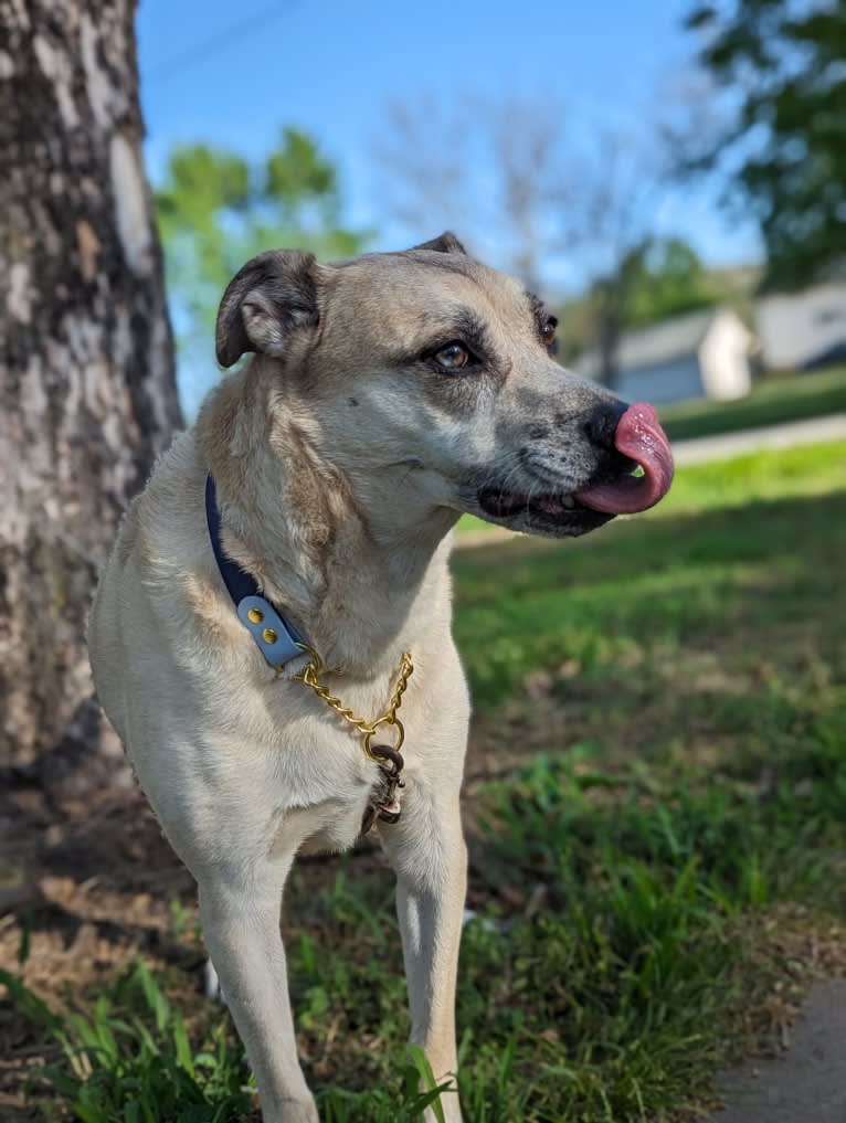 Duke, an American Pit Bull Terrier and Mountain Cur mix tested with EmbarkVet.com