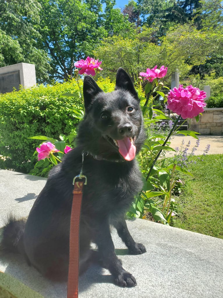 Myotis, a Schipperke tested with EmbarkVet.com