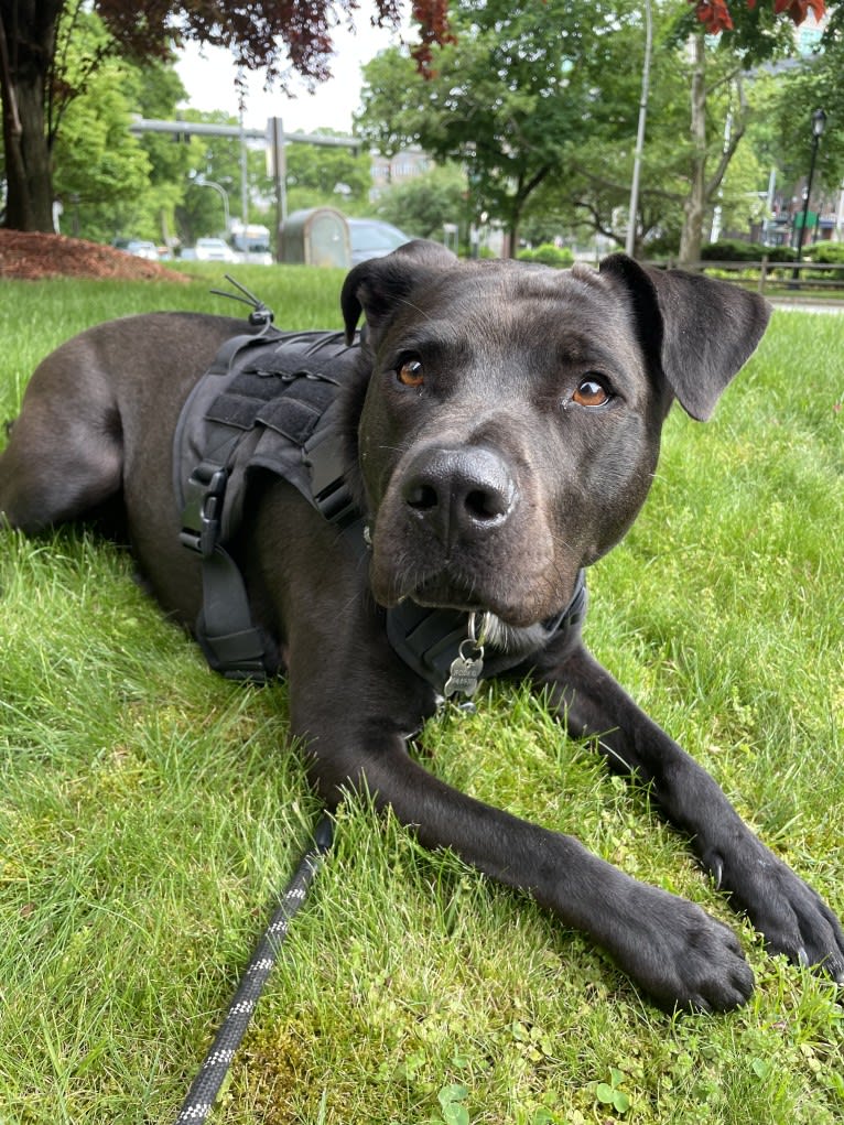 Teddy, an American Pit Bull Terrier and American Staffordshire Terrier mix tested with EmbarkVet.com