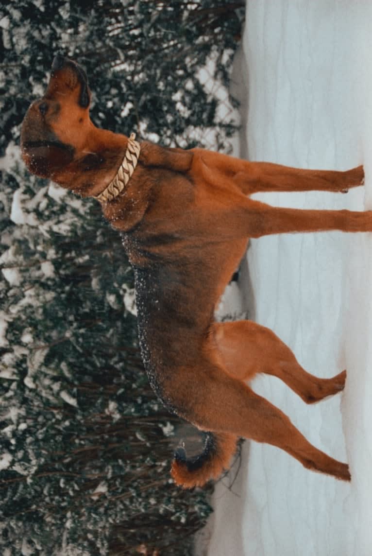 Milo, a Rottweiler and Golden Retriever mix tested with EmbarkVet.com