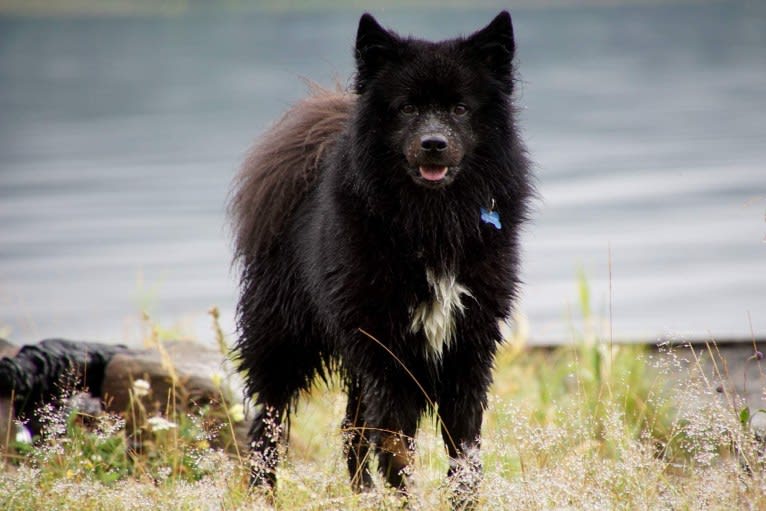 Wielgat Viirko Bearas Beana, a Swedish Lapphund tested with EmbarkVet.com