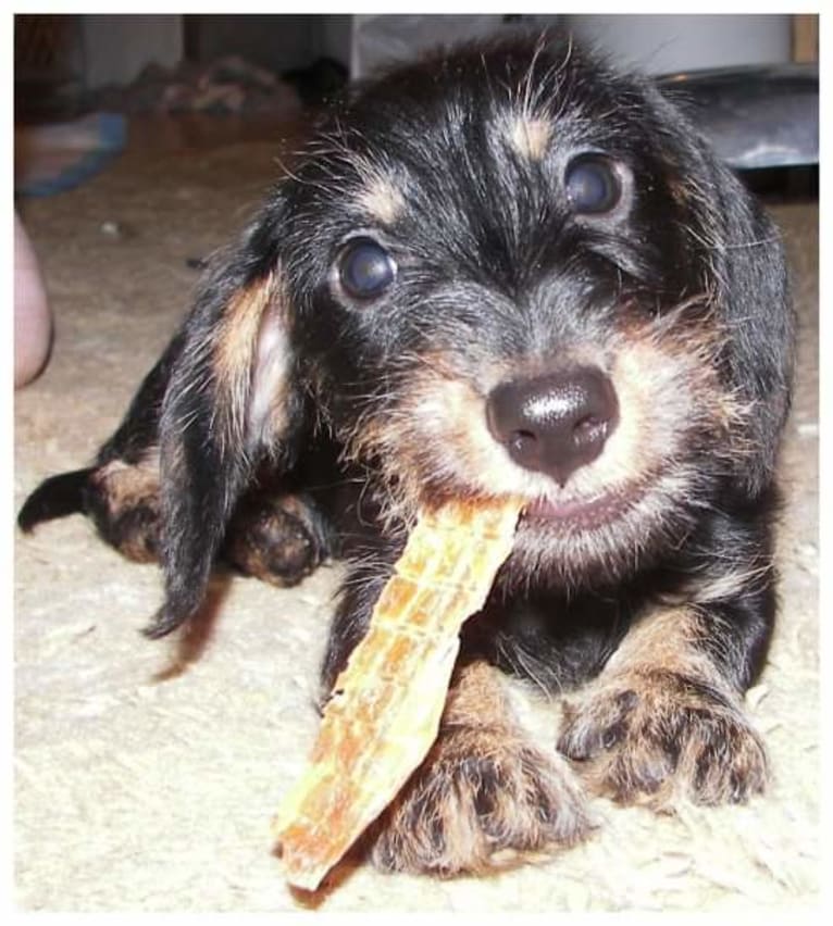 Bentley, a Dachshund tested with EmbarkVet.com