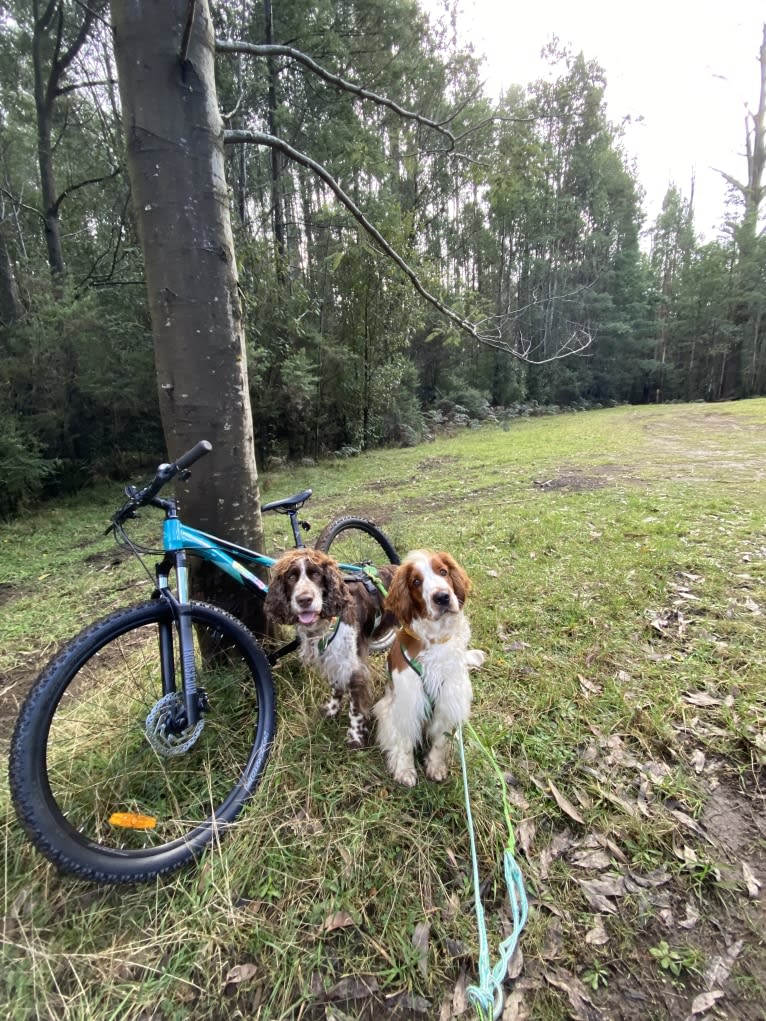 Tazlon Prime Time (Thorn), a Welsh Springer Spaniel tested with EmbarkVet.com