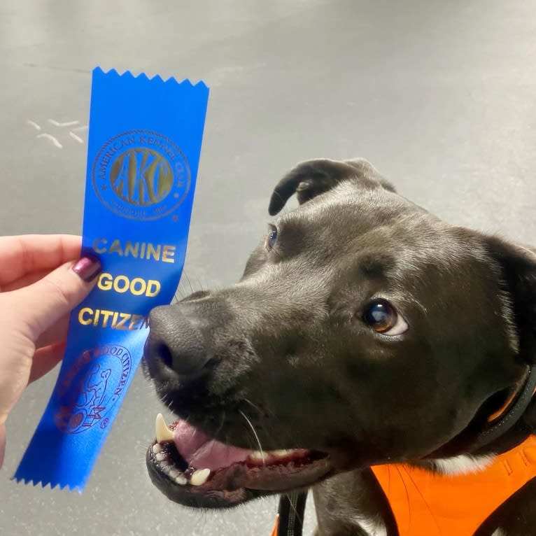 Phoenix, a Labrador Retriever and American Pit Bull Terrier mix tested with EmbarkVet.com