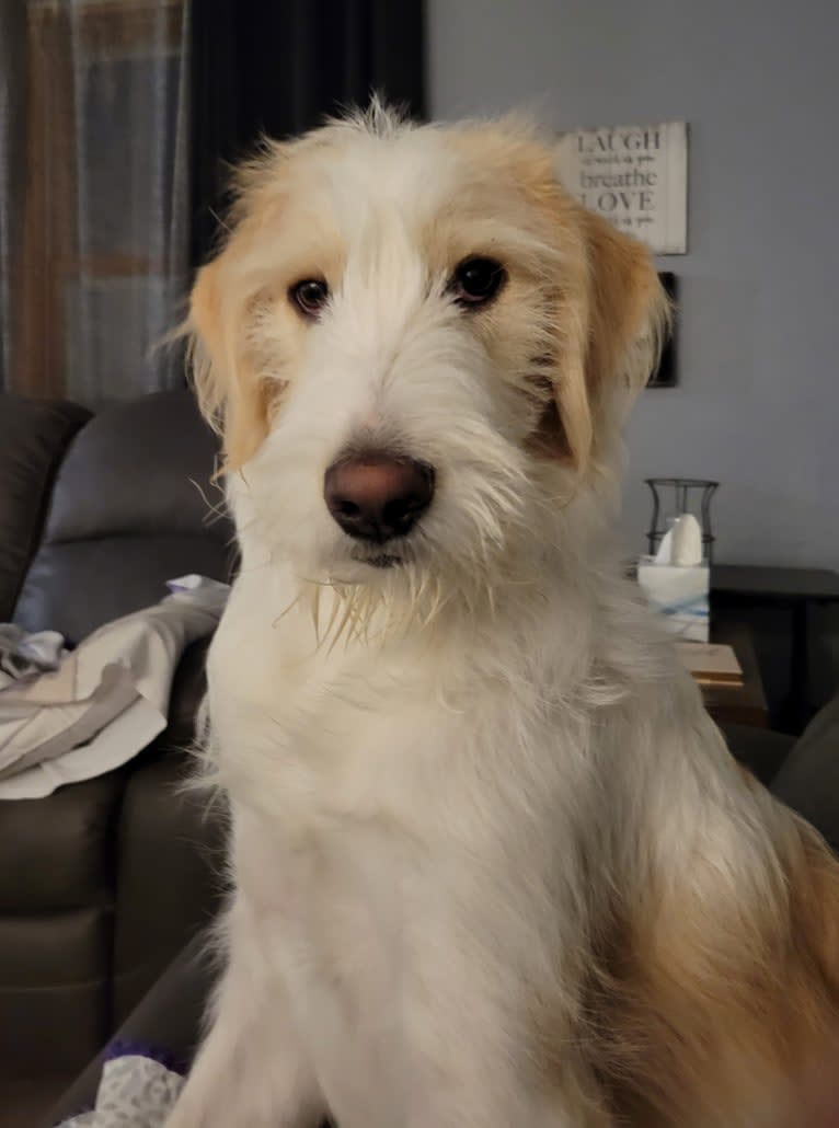 Amaretto, a Great Pyrenees and Poodle (Standard) mix tested with EmbarkVet.com