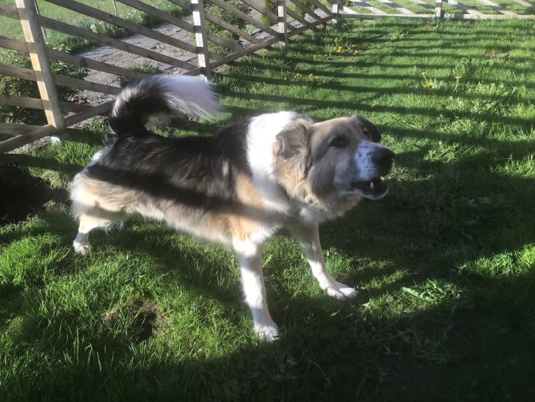 Mr Fluffy Russian Dog, a West Asian Village Dog tested with EmbarkVet.com