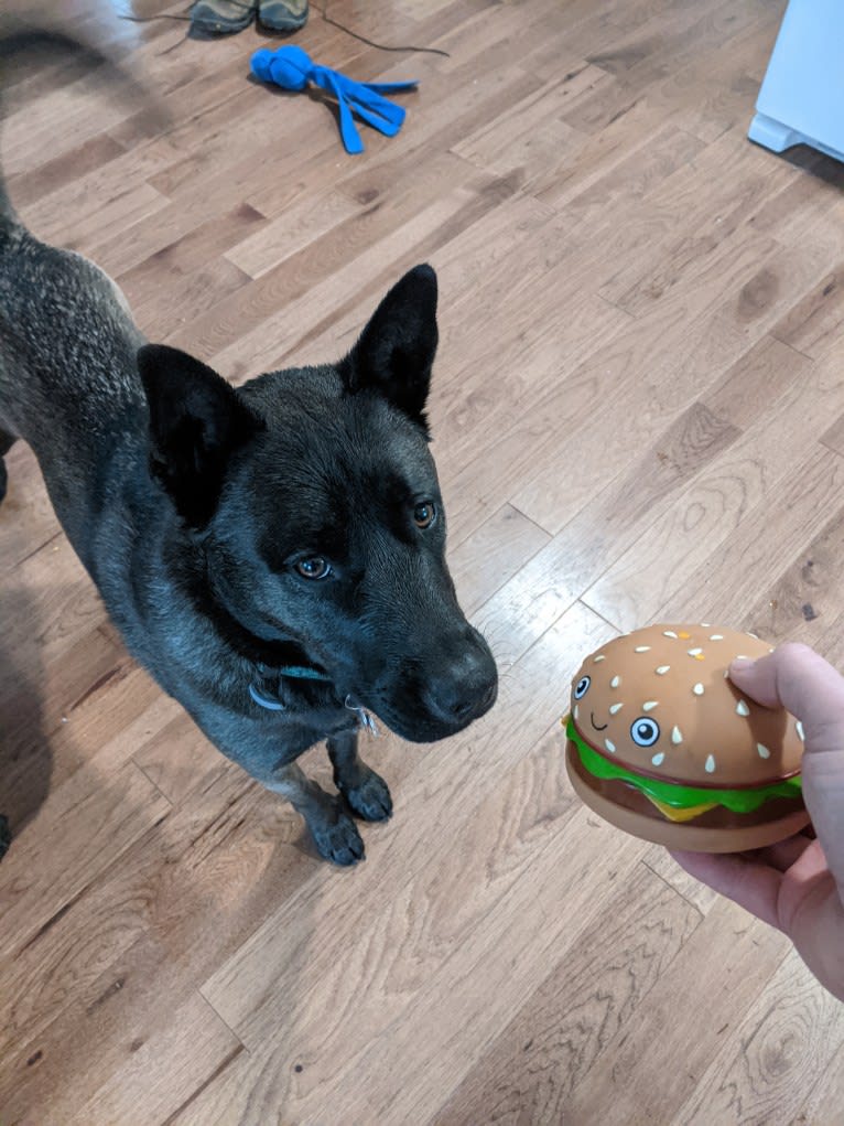 Jax, a Siberian Husky and Chow Chow mix tested with EmbarkVet.com