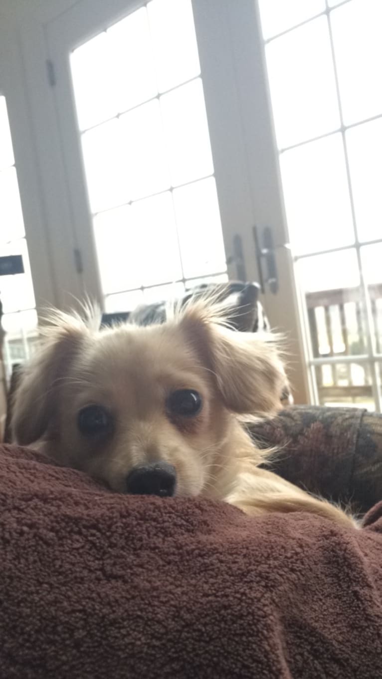 Rosie, a Poodle (Small) and Pomeranian mix tested with EmbarkVet.com