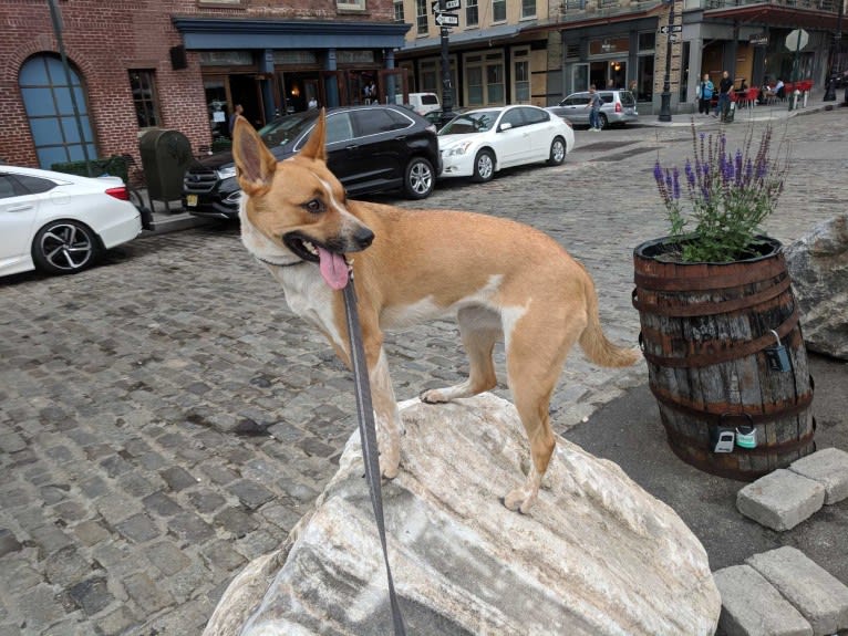 Gracie, an Australian Cattle Dog and Boxer mix tested with EmbarkVet.com