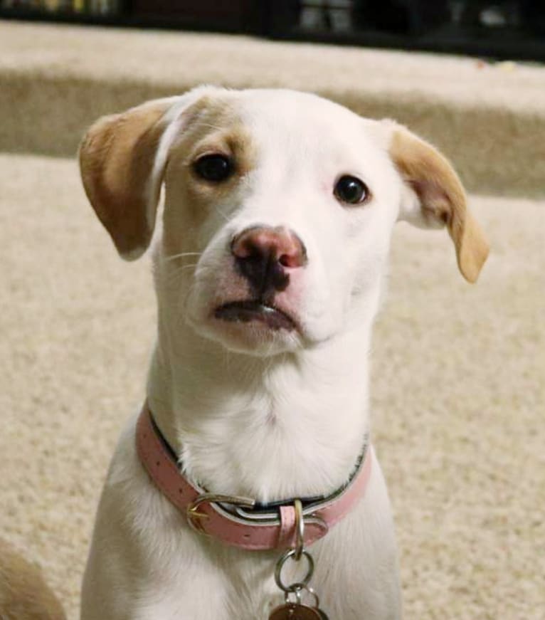 Valkyrie, an American Pit Bull Terrier and Shih Tzu mix tested with EmbarkVet.com