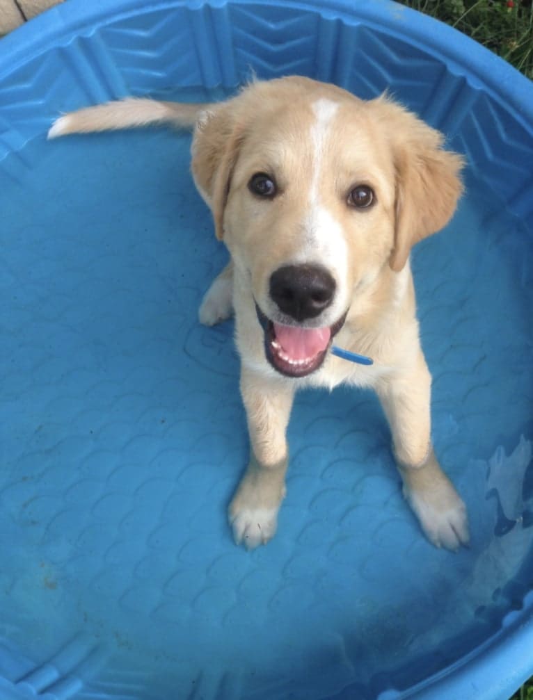 Flynn, a Labrador Retriever and Great Pyrenees mix tested with EmbarkVet.com