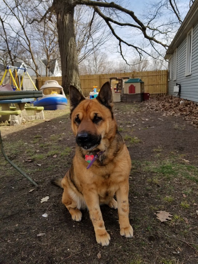 Xena, a German Shepherd Dog and Chow Chow mix tested with EmbarkVet.com