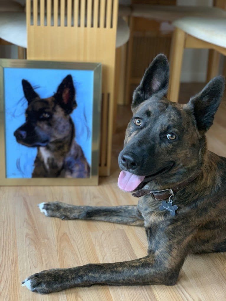 INU, an American Pit Bull Terrier and German Shepherd Dog mix tested with EmbarkVet.com