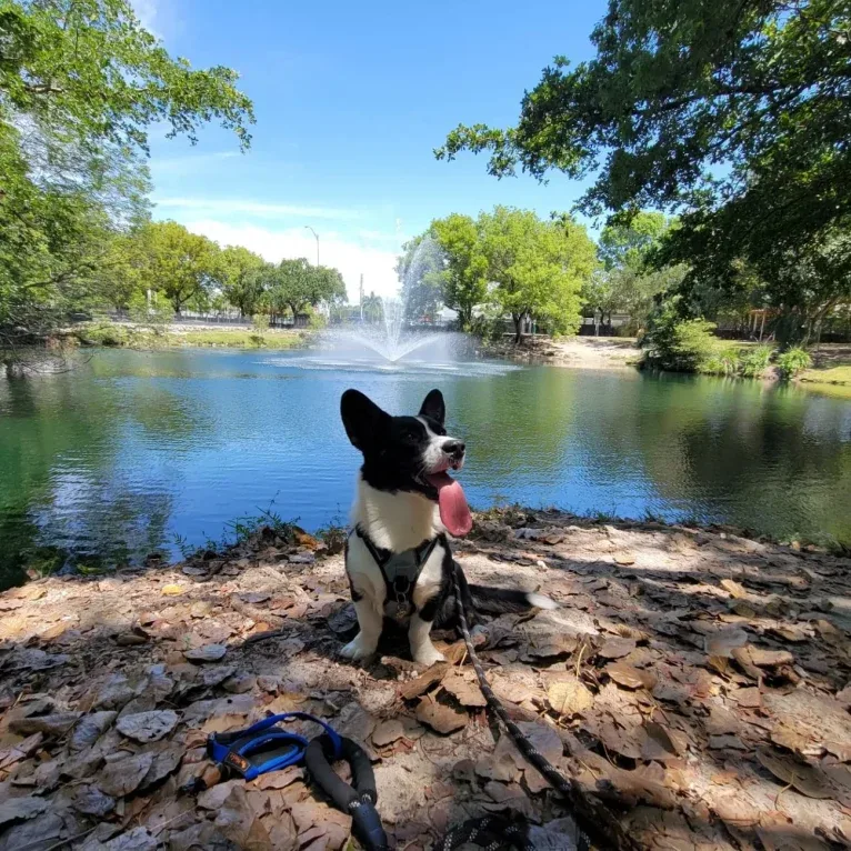 Diesel, a Cardigan Welsh Corgi tested with EmbarkVet.com