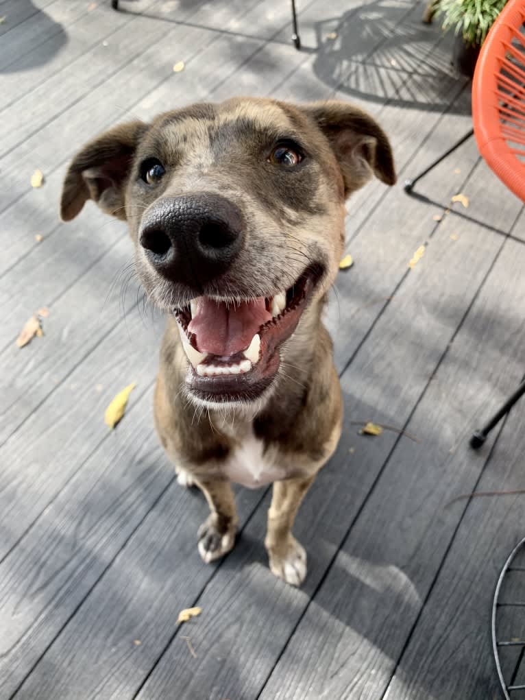 Kai, an Australian Cattle Dog and Great Pyrenees mix tested with EmbarkVet.com