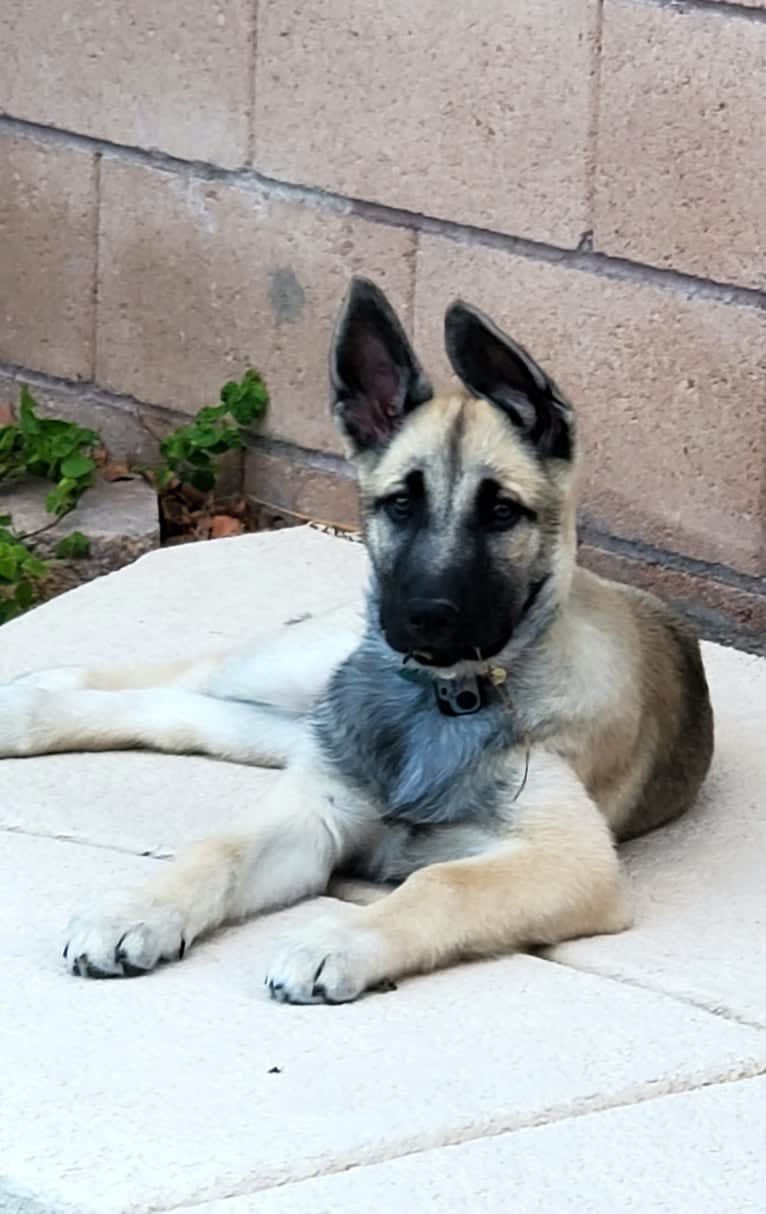 Ripley, a Belgian Malinois and Siberian Husky mix tested with EmbarkVet.com