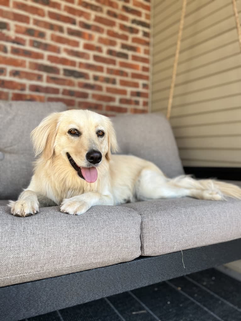 Puff, a Labrador Retriever and Golden Retriever mix tested with EmbarkVet.com