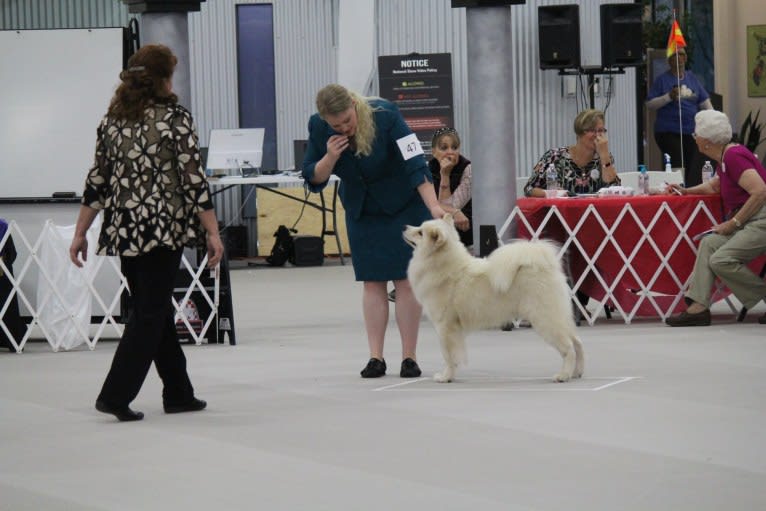 Camelot, a Samoyed tested with EmbarkVet.com