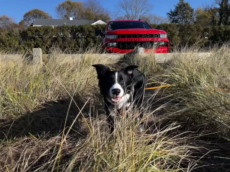 DDF Arlo, a Border Collie tested with EmbarkVet.com
