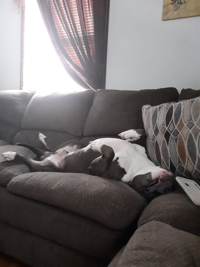 Zeus, an American Bully tested with EmbarkVet.com