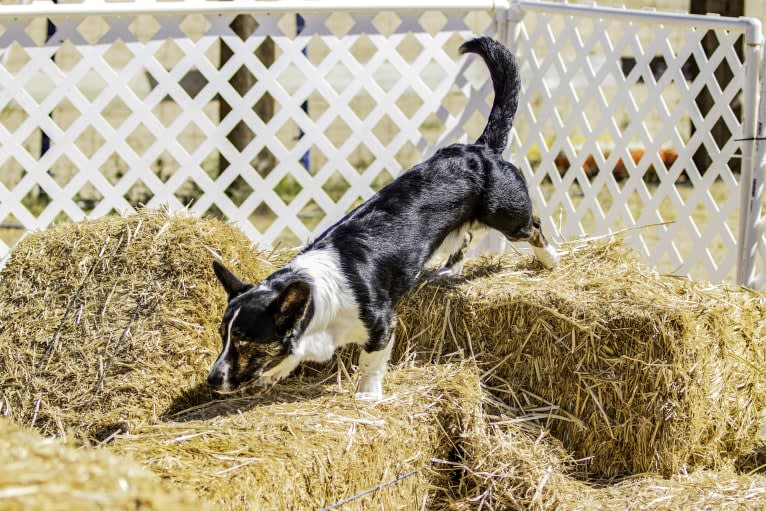 Quill, a Cardigan Welsh Corgi tested with EmbarkVet.com