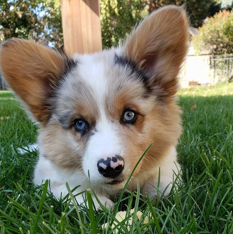 Lexi, a Pembroke Welsh Corgi and Cardigan Welsh Corgi mix tested with EmbarkVet.com