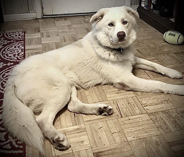 Zeus, a Siberian Husky and American Pit Bull Terrier mix tested with EmbarkVet.com