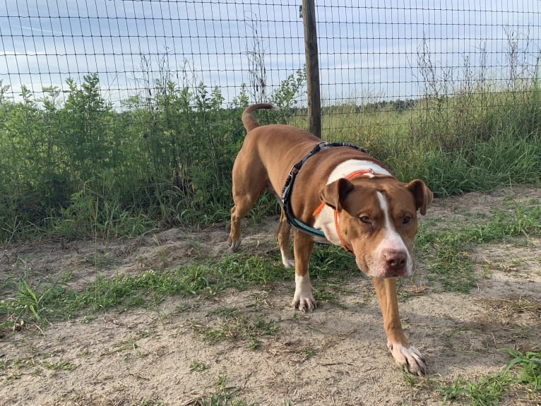 Buddy, an American Pit Bull Terrier and American Bulldog mix tested with EmbarkVet.com