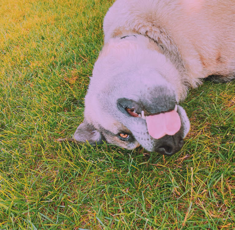 Tiko, a German Shepherd Dog and Perro de Presa Canario mix tested with EmbarkVet.com