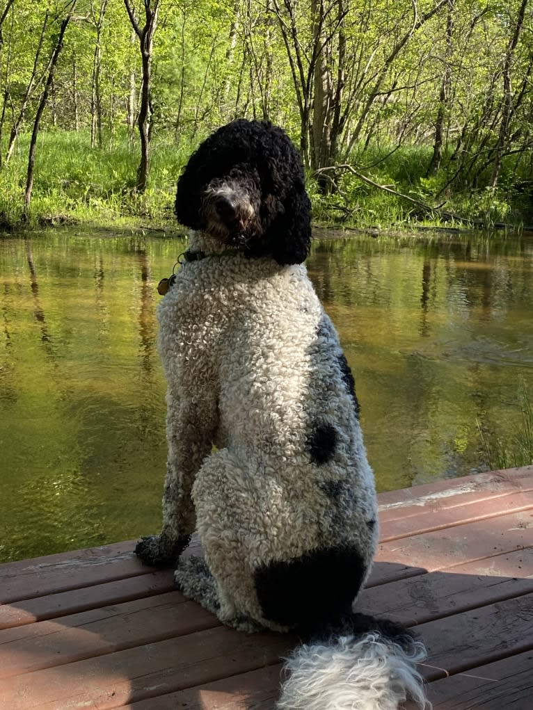 Wally, a Poodle (Standard) tested with EmbarkVet.com