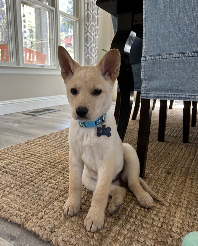 Junie B. Jones, a German Shepherd Dog and Australian Cattle Dog mix tested with EmbarkVet.com