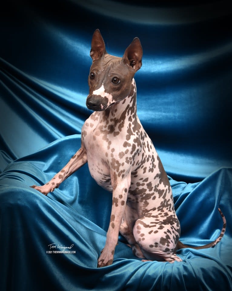 Liberty's Rewind Time, an American Hairless Terrier tested with EmbarkVet.com