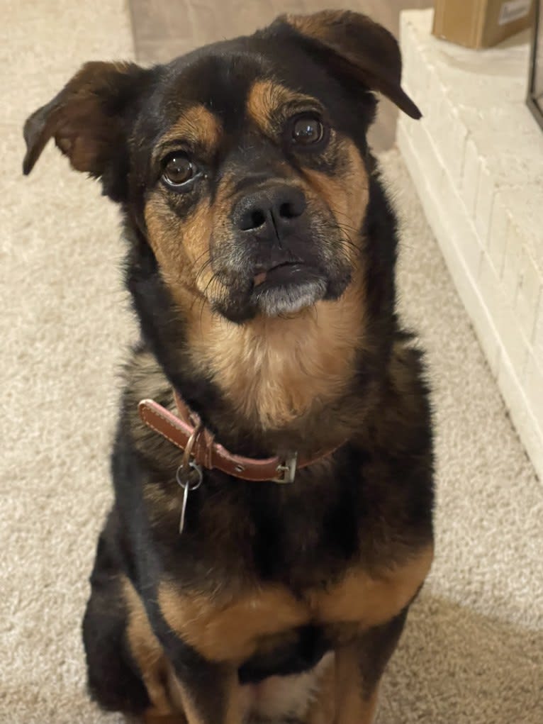 Zoey, a Rottweiler and Chow Chow mix tested with EmbarkVet.com