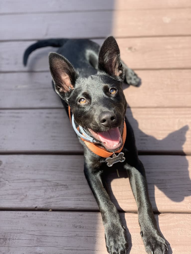 Westin, an Australian Cattle Dog and American Pit Bull Terrier mix tested with EmbarkVet.com