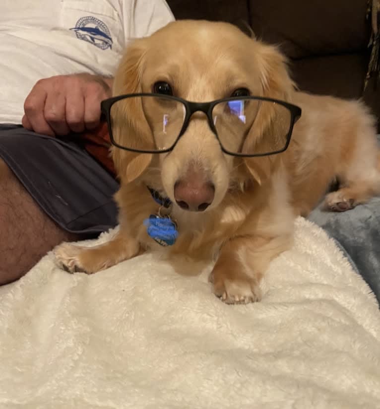 Henry, a Dachshund tested with EmbarkVet.com