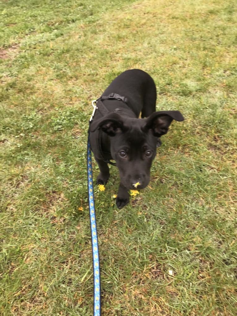 Ru, an American Pit Bull Terrier and German Shepherd Dog mix tested with EmbarkVet.com