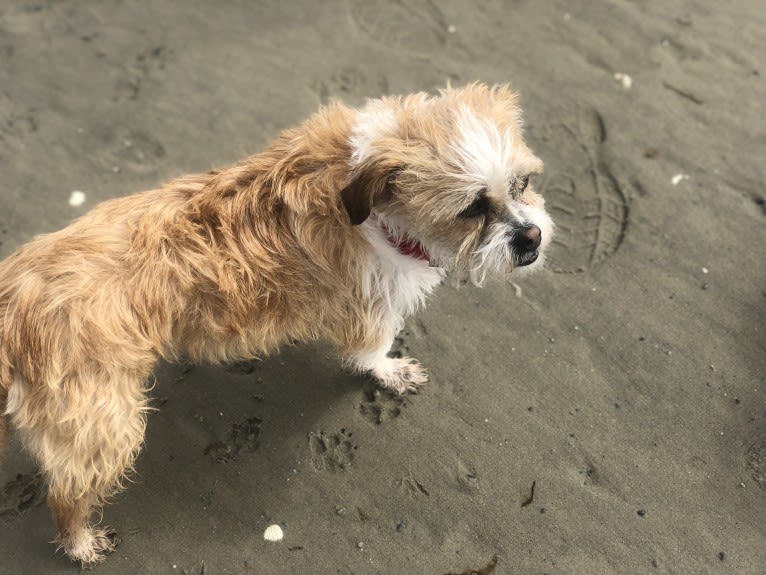 Bernie, a Chihuahua and Shih Tzu mix tested with EmbarkVet.com