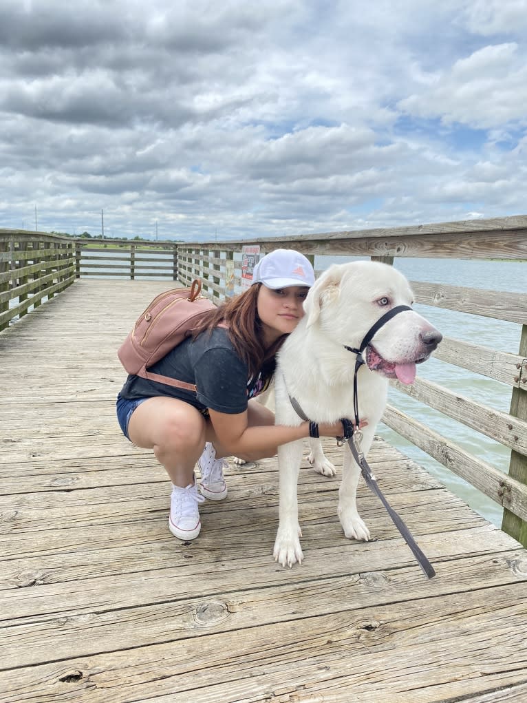 Kai, a Great Pyrenees and Alaskan Malamute mix tested with EmbarkVet.com