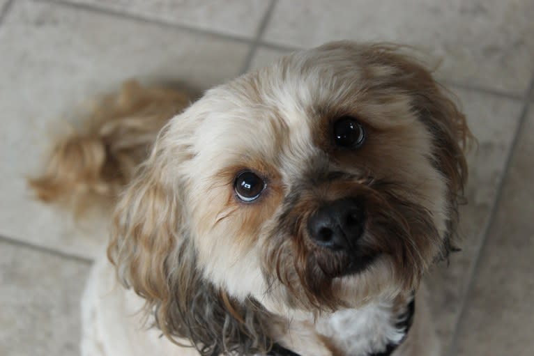 Biscuit, a Cocker Spaniel and Poodle (Small) mix tested with EmbarkVet.com