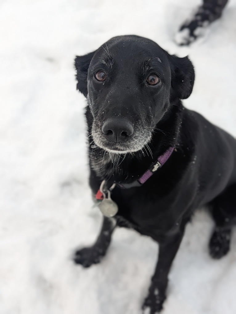 Skye, a Golden Retriever and Australian Cattle Dog mix tested with EmbarkVet.com