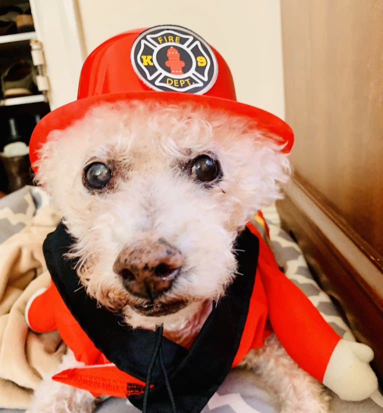 Ollie Popcorns, a Bichon Frise tested with EmbarkVet.com